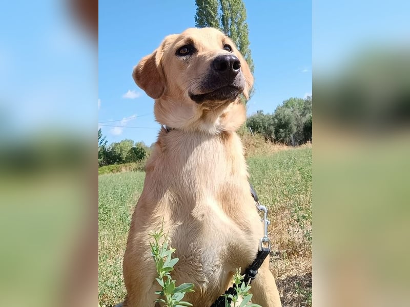 Petros, geb. ca. 12/2024, lebt in GRIECHENLAND, auf einer privaten Pflegestelle Petros, geb. ca. 12/2024, lebt in GRIECHENLAND, auf einer privaten Pflegestelle