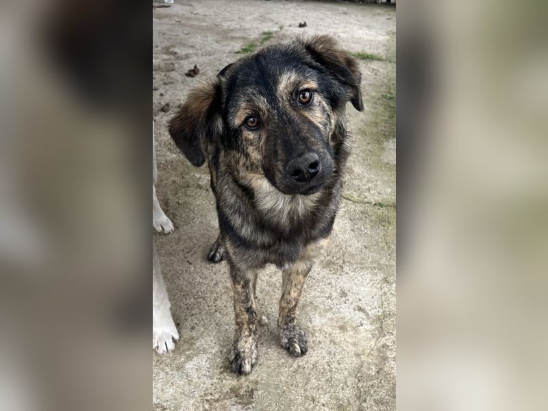 Nevik, geb. ca. 10/2024, lebt in GRIECHENLAND, auf einer privaten Pflegestelle