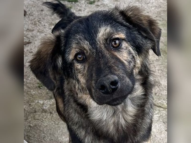 Nevik, geb. ca. 10/2024, lebt in GRIECHENLAND, auf einer privaten Pflegestelle