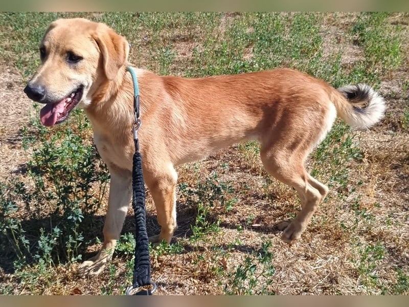 Petros, geb. ca. 12/2024, lebt in GRIECHENLAND, auf einer privaten Pflegestelle Petros, geb. ca. 12/2024, lebt in GRIECHENLAND, auf einer privaten Pflegestelle