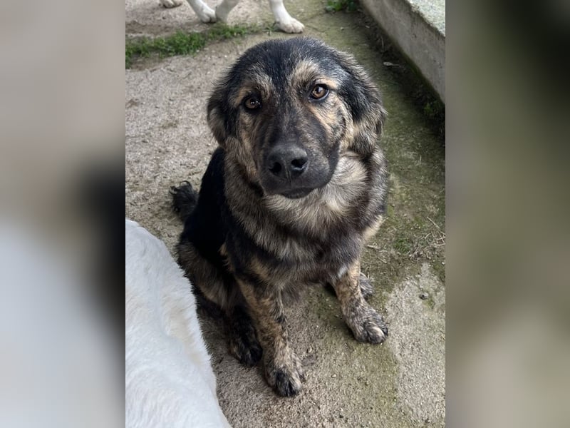 Nevik, geb. ca. 10/2024, lebt in GRIECHENLAND, auf einer privaten Pflegestelle