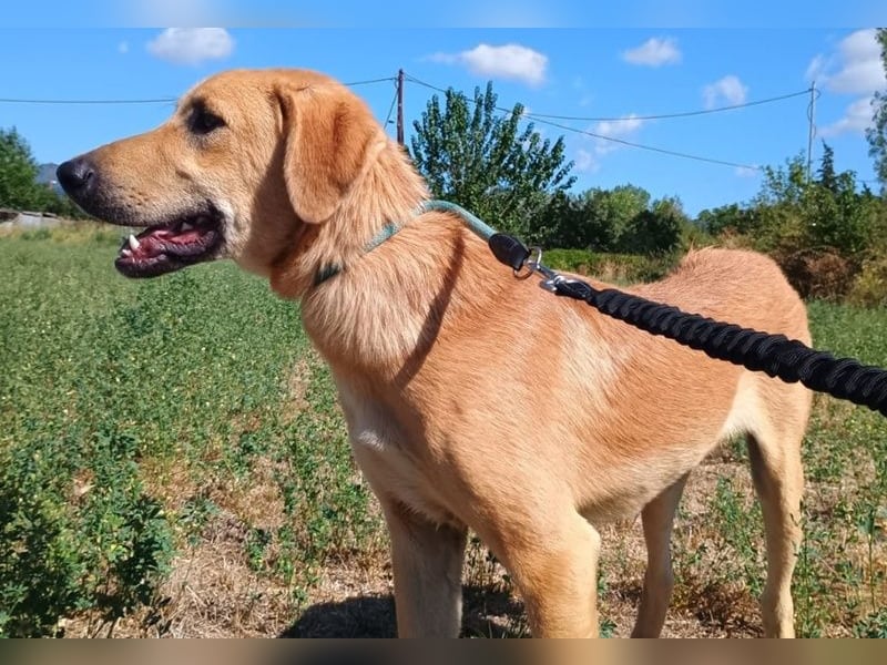 Petros, geb. ca. 12/2024, lebt in GRIECHENLAND, auf einer privaten Pflegestelle Petros, geb. ca. 12/2024, lebt in GRIECHENLAND, auf einer privaten Pflegestelle