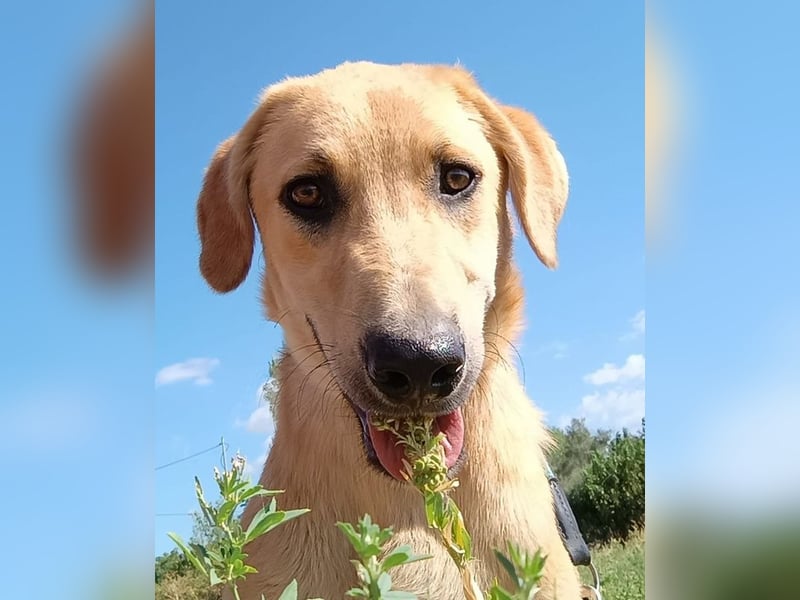 Petros, geb. ca. 12/2024, lebt in GRIECHENLAND, auf einer privaten Pflegestelle Petros, geb. ca. 12/2024, lebt in GRIECHENLAND, auf einer privaten Pflegestelle