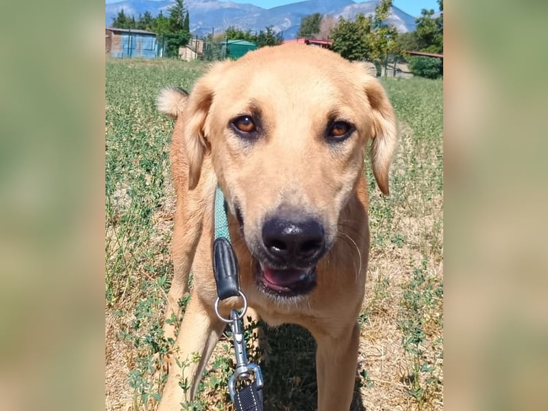 Petros, geb. ca. 12/2024, lebt in GRIECHENLAND, auf einer privaten Pflegestelle Petros, geb. ca. 12/2024, lebt in GRIECHENLAND, auf einer privaten Pflegestelle