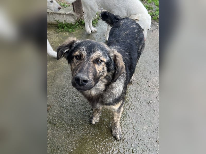 Nevik, geb. ca. 10/2024, lebt in GRIECHENLAND, auf einer privaten Pflegestelle