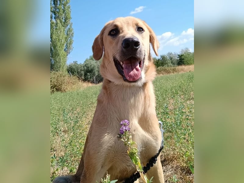 Petros, geb. ca. 12/2024, lebt in GRIECHENLAND, auf einer privaten Pflegestelle Petros, geb. ca. 12/2024, lebt in GRIECHENLAND, auf einer privaten Pflegestelle