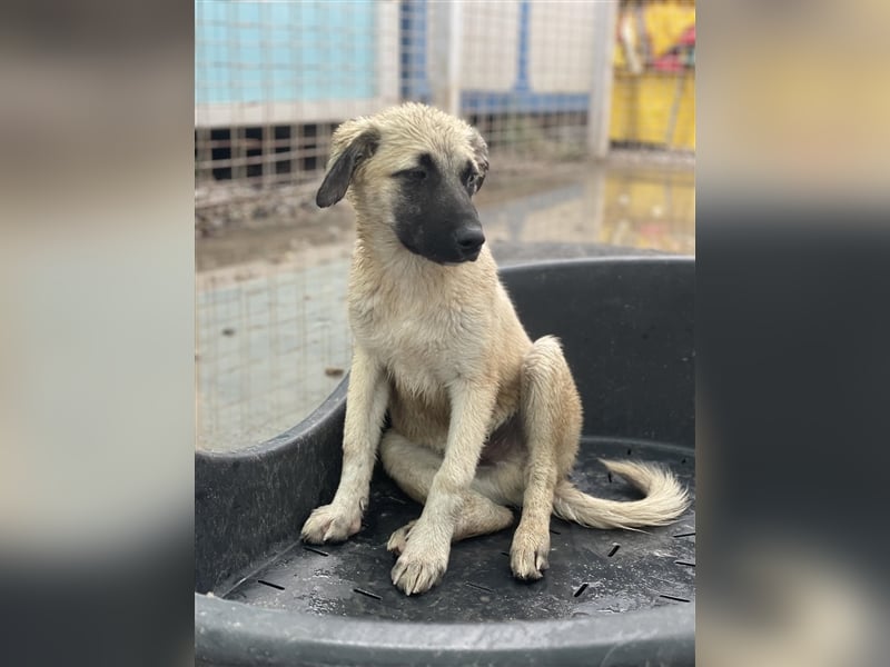 Idefix von kettenlos