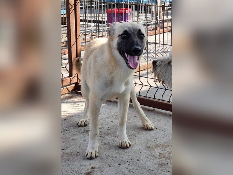 Idefix von kettenlos