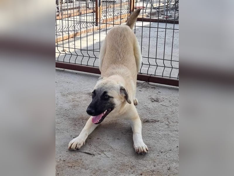 Idefix von kettenlos