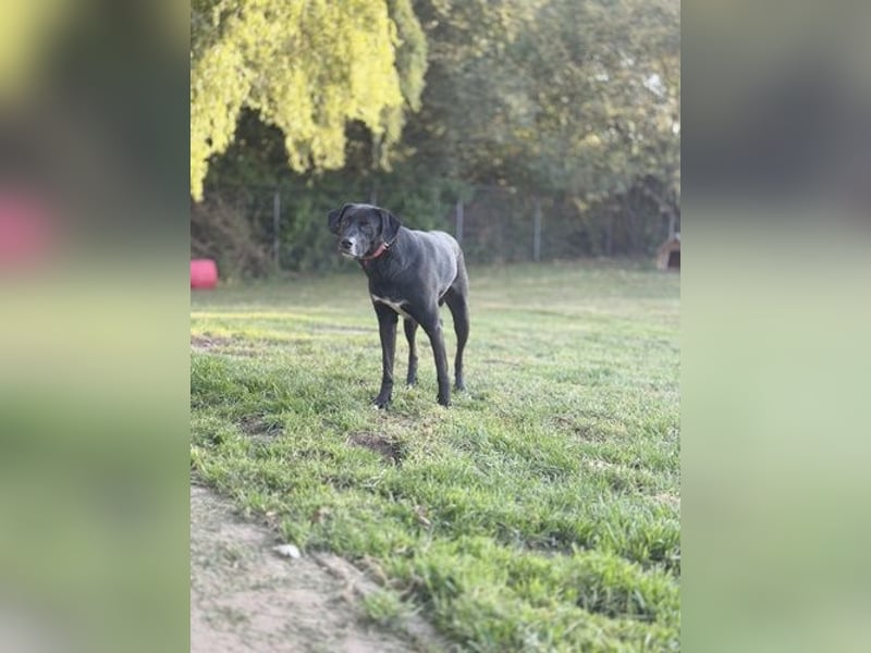 Diago, Mischling, geb. 2022, noch etwas schreckhaft, gern als Zweithund