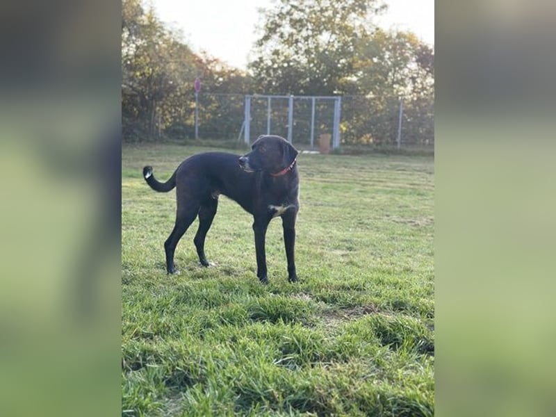 Diago, Mischling, geb. 2022, noch etwas schreckhaft, gern als Zweithund