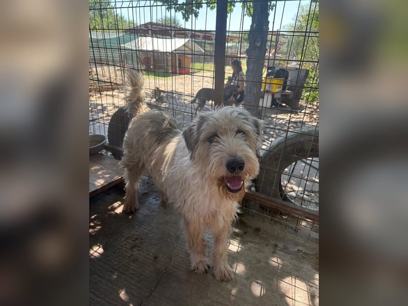 FLUFFY - lieber, ruhiger Rüde sucht seine große Chance