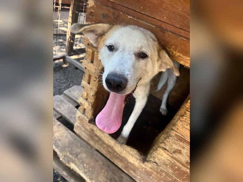 Kuchen,-fröhlicher aufgeweckter Junghund sucht seine Familie