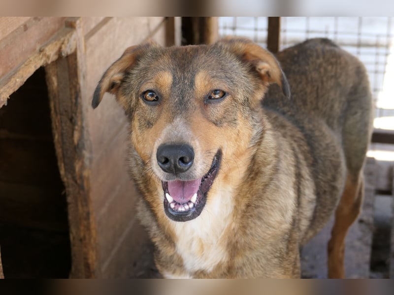 Unsere hübsche freundliche Lilly ❤️ sucht ihre Herzensmenschen Unsere hübsche freundliche Lilly ❤️ sucht ihre Herzensmenschen