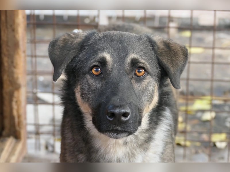 Tommy sucht seine Menschen