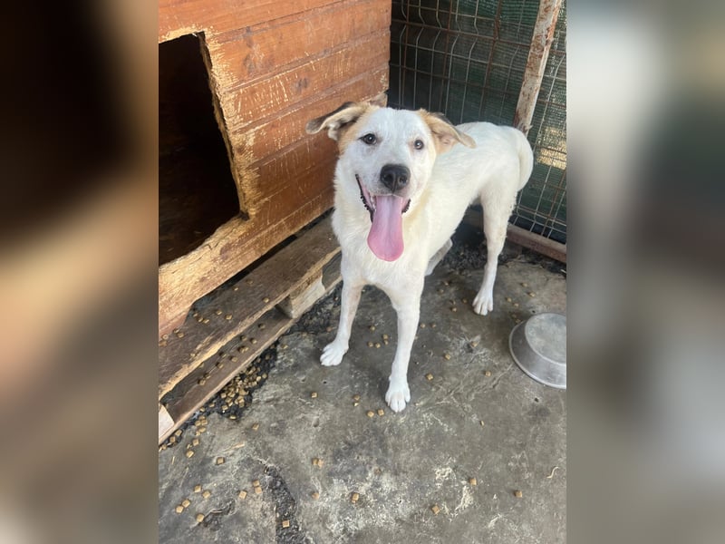 Kuchen,-fröhlicher aufgeweckter Junghund sucht seine Familie