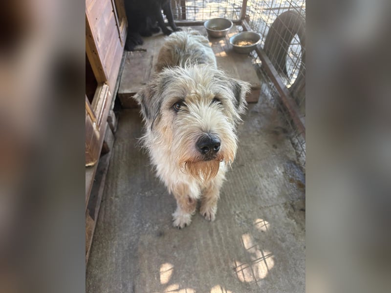 FLUFFY - lieber, ruhiger Rüde sucht seine große Chance