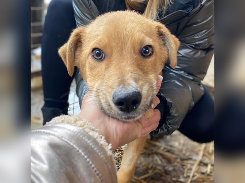 Eddy so süß und aufgeweckt sucht seine menschen