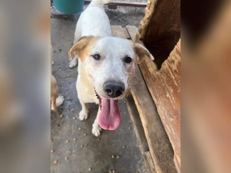 Kuchen,-fröhlicher aufgeweckter Junghund sucht seine Familie