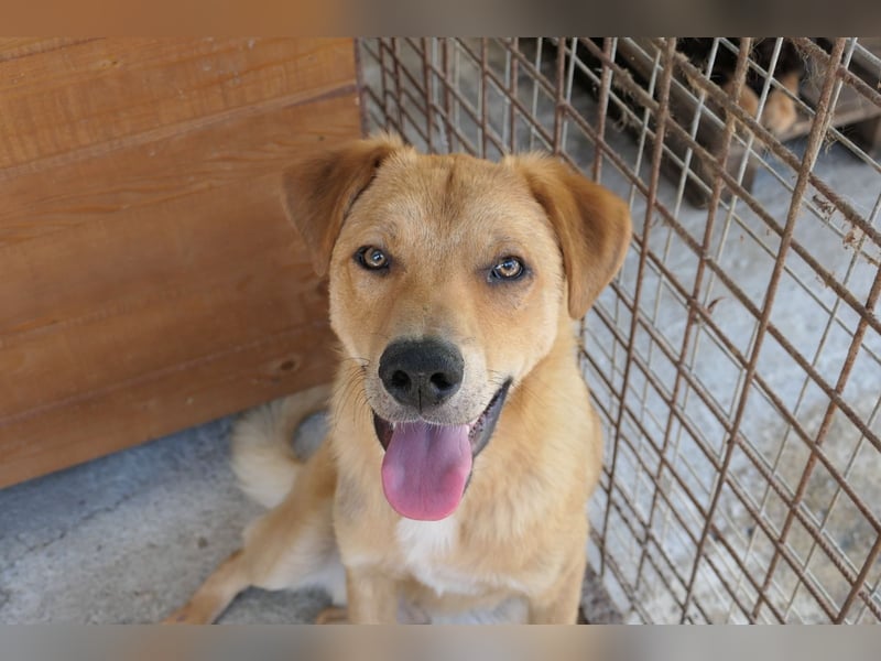 Unser süßer Eddy   sucht ganz dringend seine Herzensmenschen Unser süßer Eddy   sucht ganz dringend seine Herzensmenschen