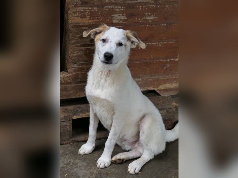 Kuchen,-fröhlicher aufgeweckter Junghund sucht seine Familie