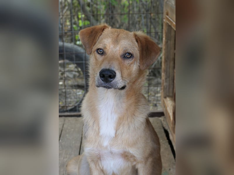 Unser süßer Eddy   sucht ganz dringend seine Herzensmenschen Unser süßer Eddy   sucht ganz dringend seine Herzensmenschen
