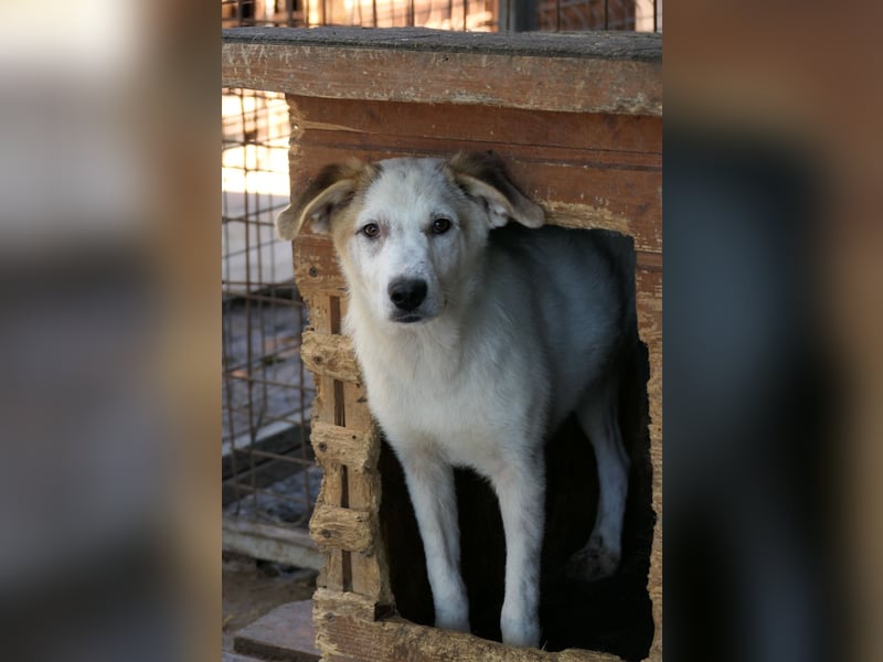 Kuchen,-fröhlicher aufgeweckter Junghund sucht seine Familie