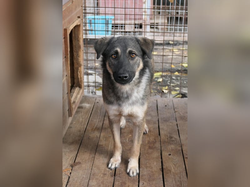 Tommy sucht seine Menschen