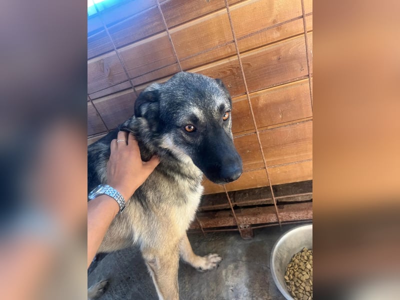 Tommy sucht sein "Für-immer-zu-Hause"  Tommy sucht sein "Für-immer-zu-Hause"
