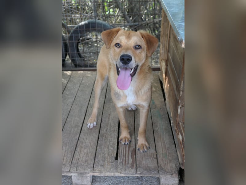 Eddy so süß und aufgeweckt sucht seine menschen