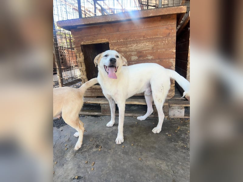 Kuchen,-fröhlicher aufgeweckter Junghund sucht seine Familie