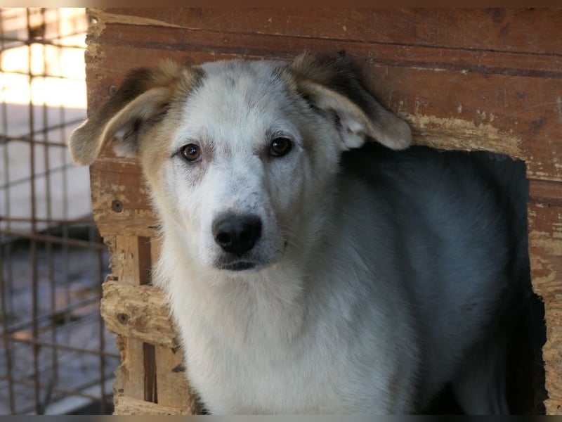 Kuchen,-fröhlicher aufgeweckter Junghund sucht seine Familie