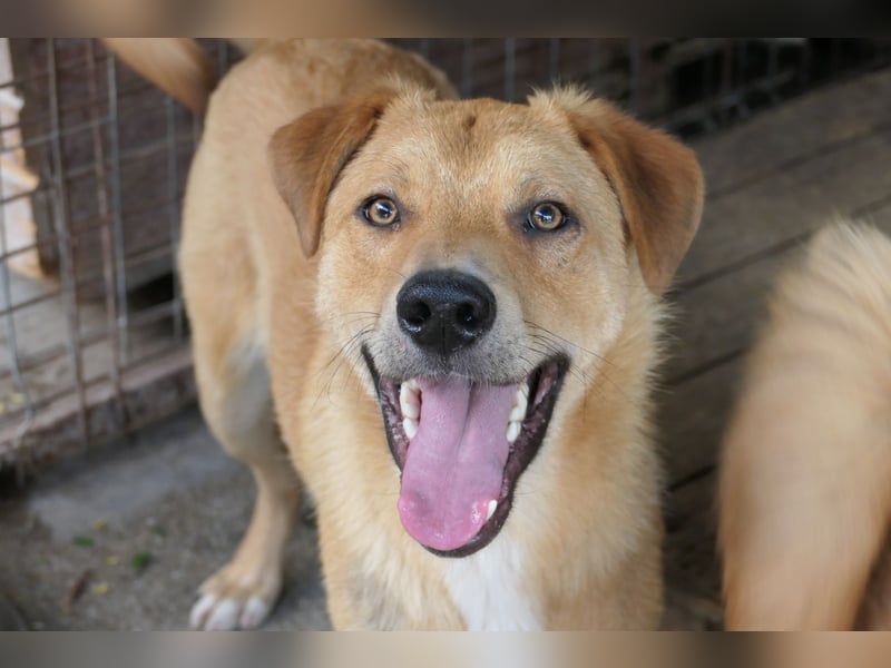 Unser süßer Eddy   sucht ganz dringend seine Herzensmenschen Unser süßer Eddy   sucht ganz dringend seine Herzensmenschen