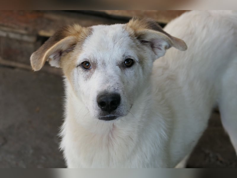 Kuchen,-fröhlicher aufgeweckter Junghund sucht seine Familie