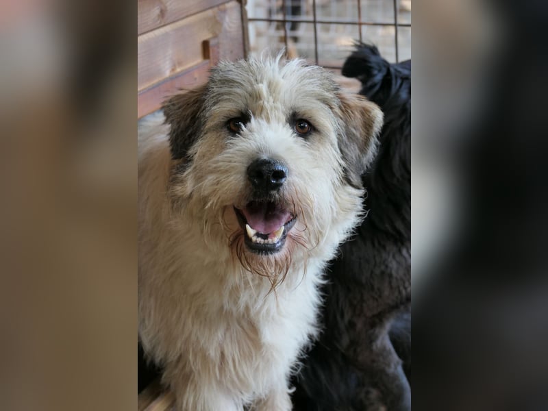 FLUFFY - lieber, ruhiger Rüde sucht seine große Chance