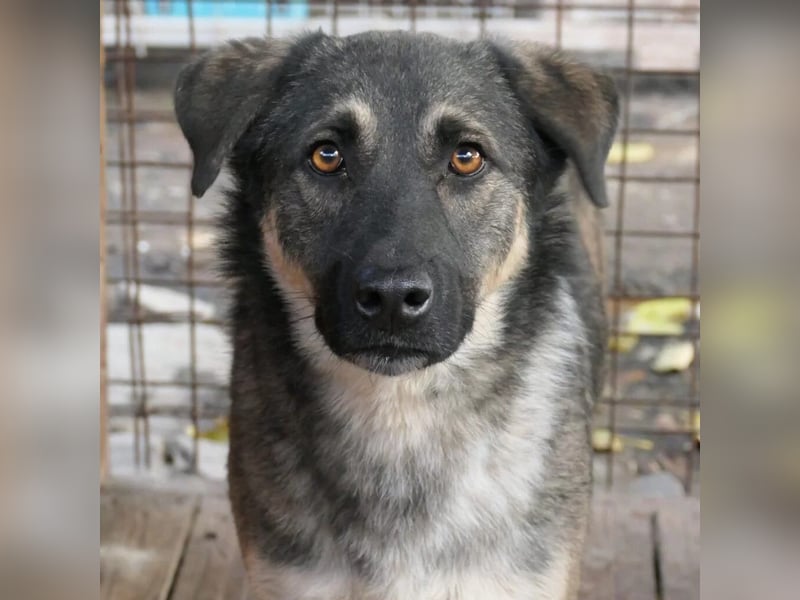 Tommy sucht seine Menschen