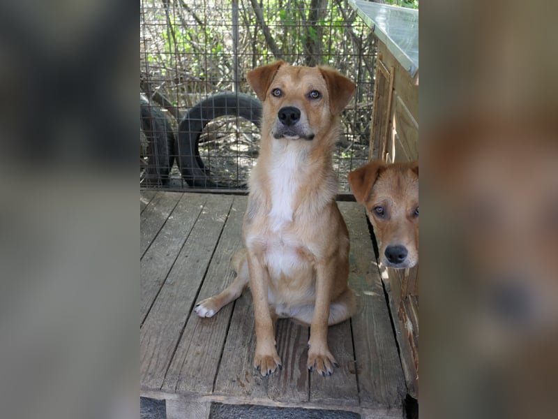 Eddy so süß und aufgeweckt sucht seine menschen