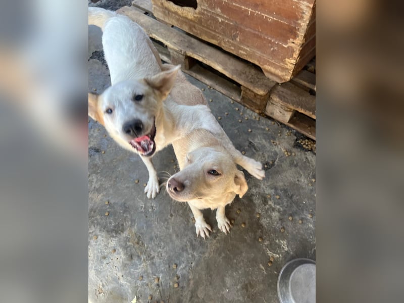 Kuchen,-fröhlicher aufgeweckter Junghund sucht seine Familie