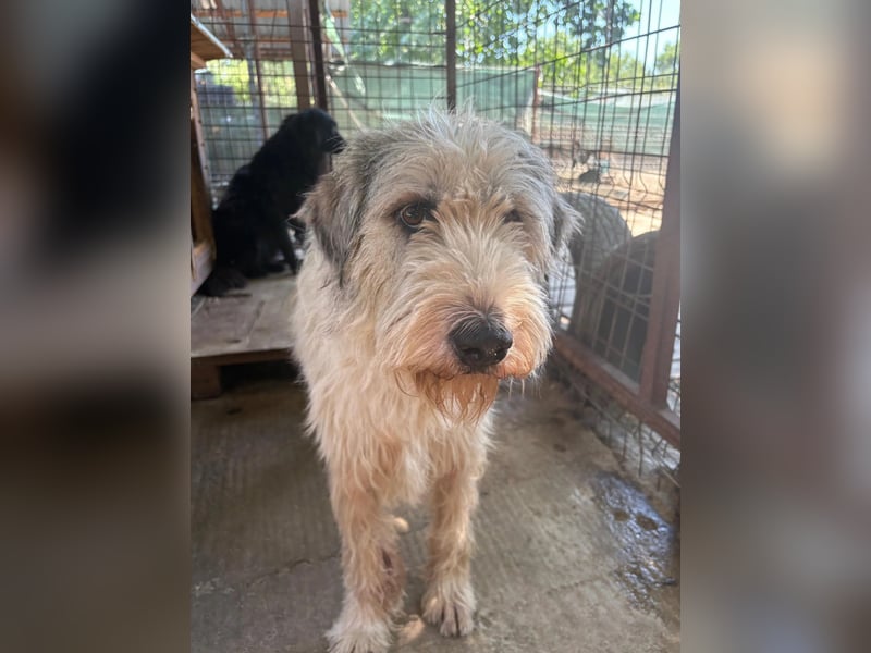 FLUFFY - lieber, ruhiger Rüde sucht seine große Chance