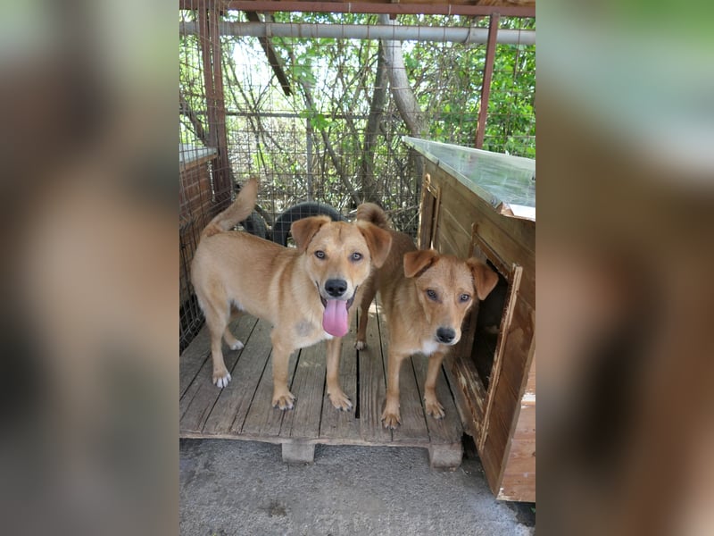 Eddy so süß und aufgeweckt sucht seine menschen