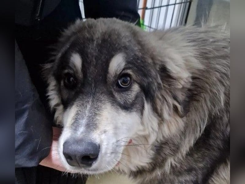 MILO - verschmuster, fröhlicher Rüde sucht seine Familie