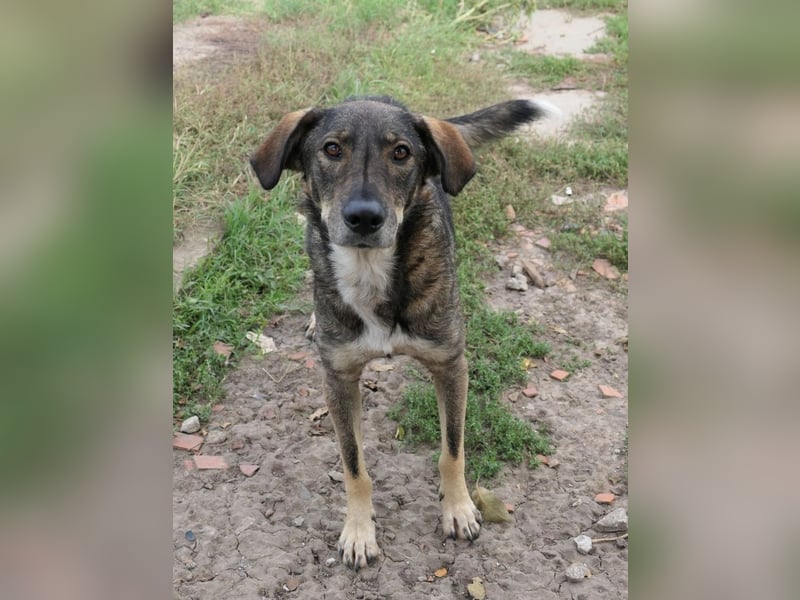 DESTINO - misstrauische Seele möchte endlich Vertrauen fassen