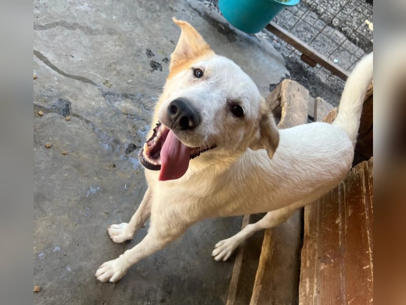 Kuchen,-fröhlicher aufgeweckter Junghund sucht seine Familie