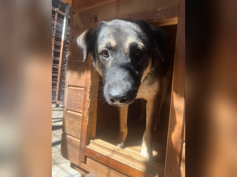 Tommy sucht sein "Für-immer-zu-Hause"  Tommy sucht sein "Für-immer-zu-Hause"