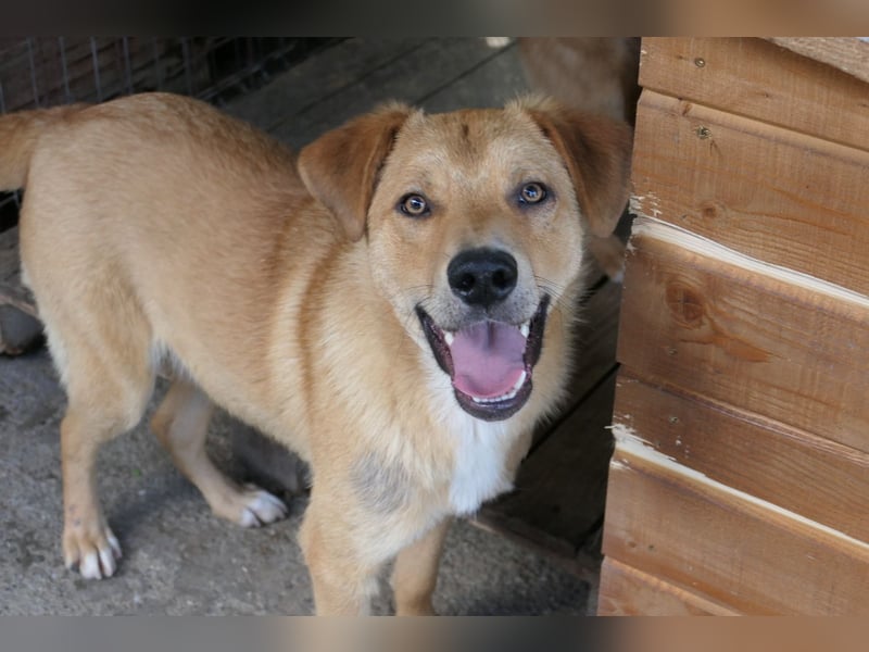 Eddy so süß und aufgeweckt sucht seine menschen