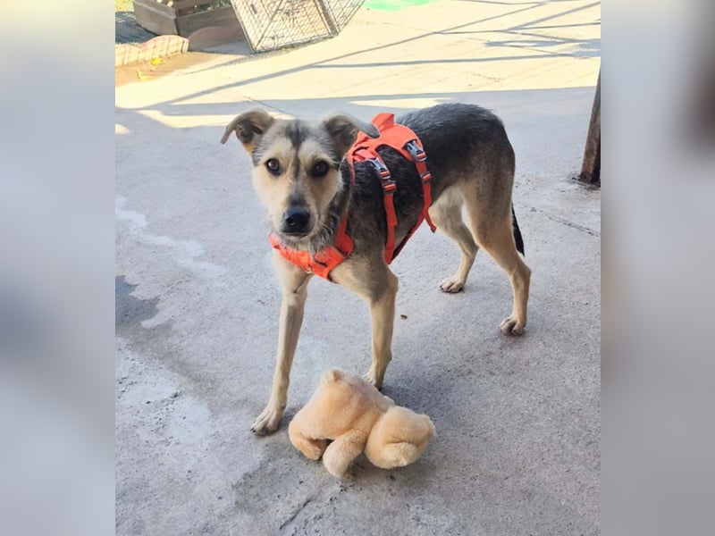 FFIONA-wunderbare, sanfte Seele wartet sehnsüchtig auf ihre liebevolle "Für-immer-Familie"