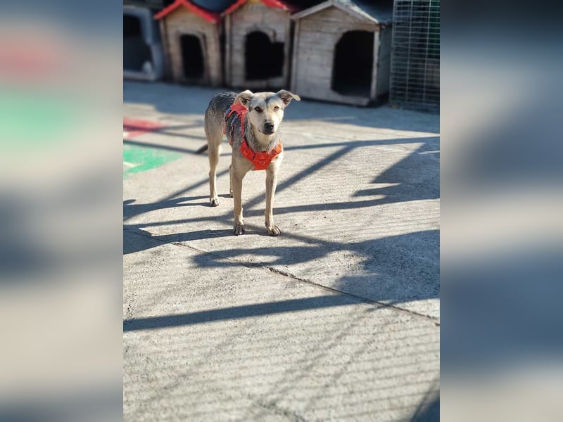 FFIONA-wunderbare, sanfte Seele wartet sehnsüchtig auf ihre liebevolle "Für-immer-Familie"