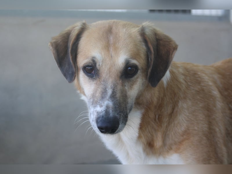 MELVA-neugierige, offene, gesellige Schönheit sucht ihr liebevolles "Für-immer-Zuhause" MELVA-neugierige, offene, gesellige Schönheit sucht ihr liebevolles "Für-immer-Zuhause"