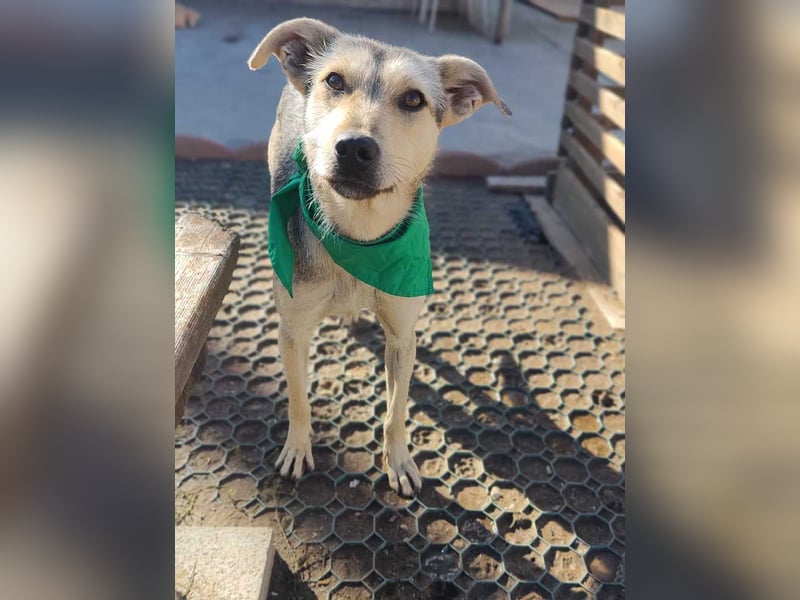 FFIONA-wunderbare, sanfte Seele wartet sehnsüchtig auf ihre liebevolle "Für-immer-Familie"