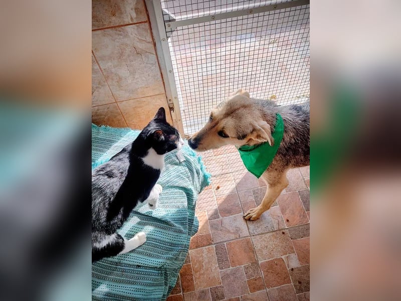 FFIONA-wunderbare, sanfte Seele wartet sehnsüchtig auf ihre liebevolle "Für-immer-Familie"